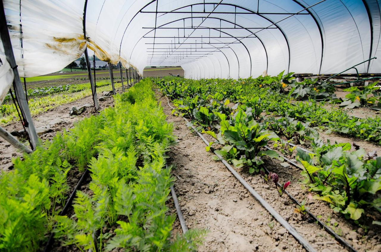 Carottes, radis, roquette et autres verdures dans la serre