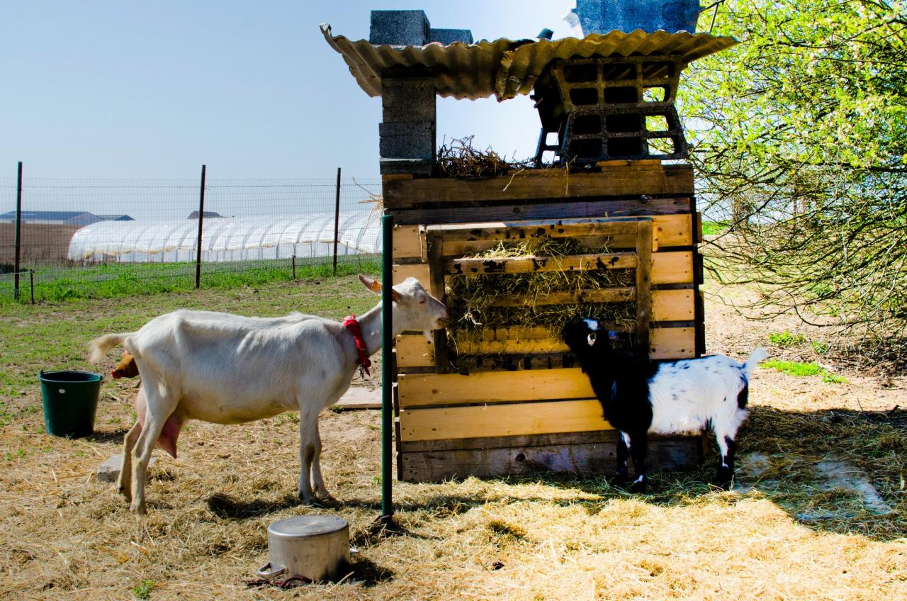 les chèvres de la ferme