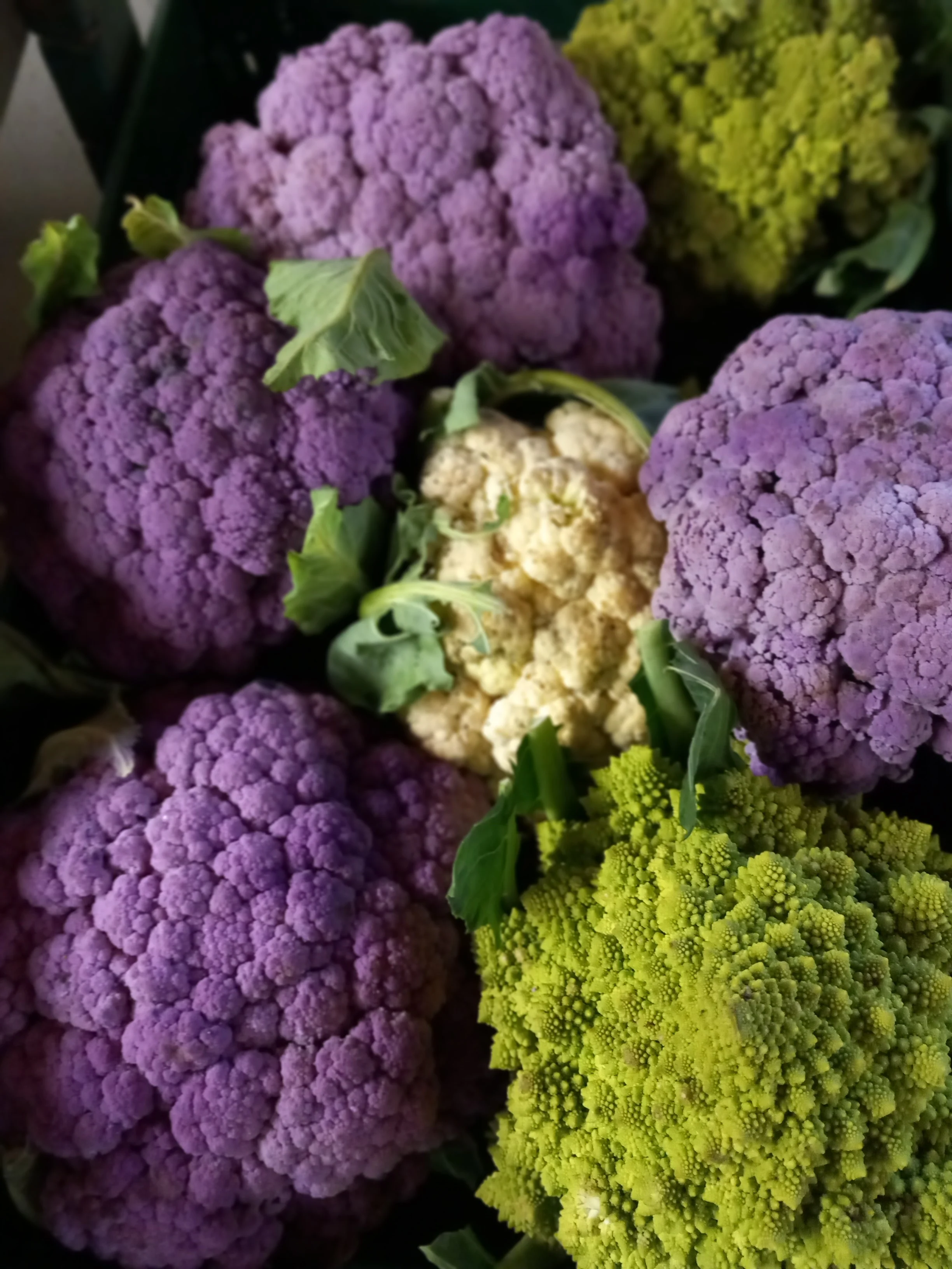 Chou fleur jardin des saules
