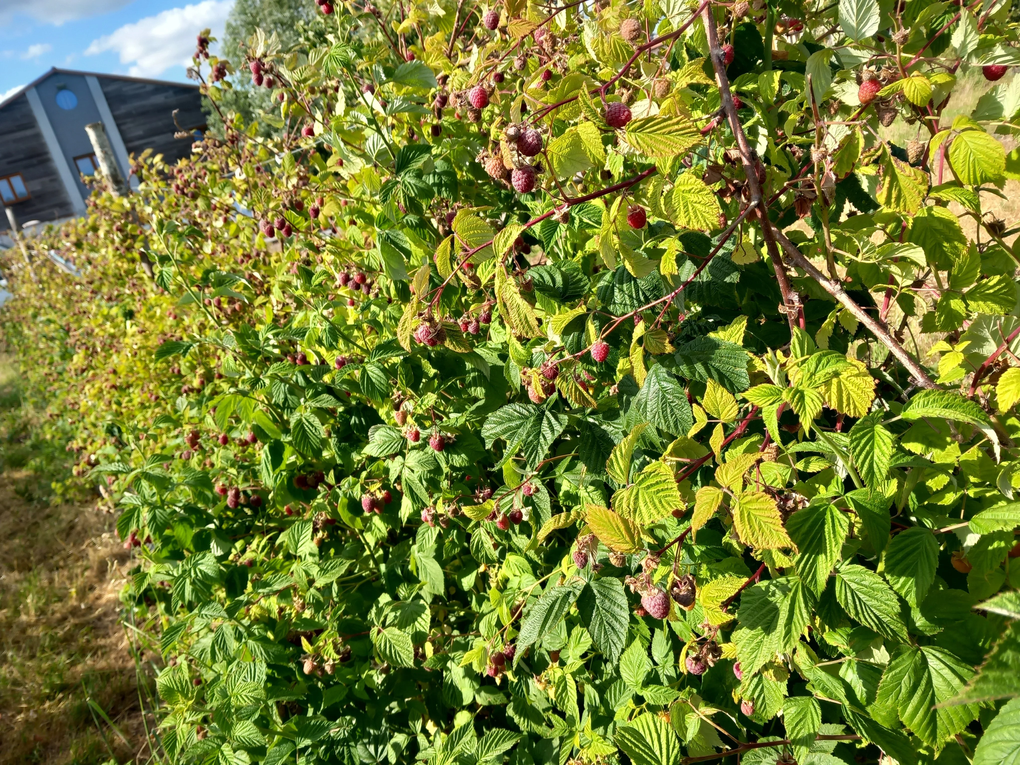 Framboise jds