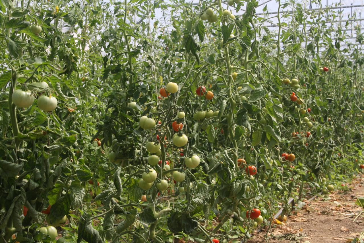 Les tomates