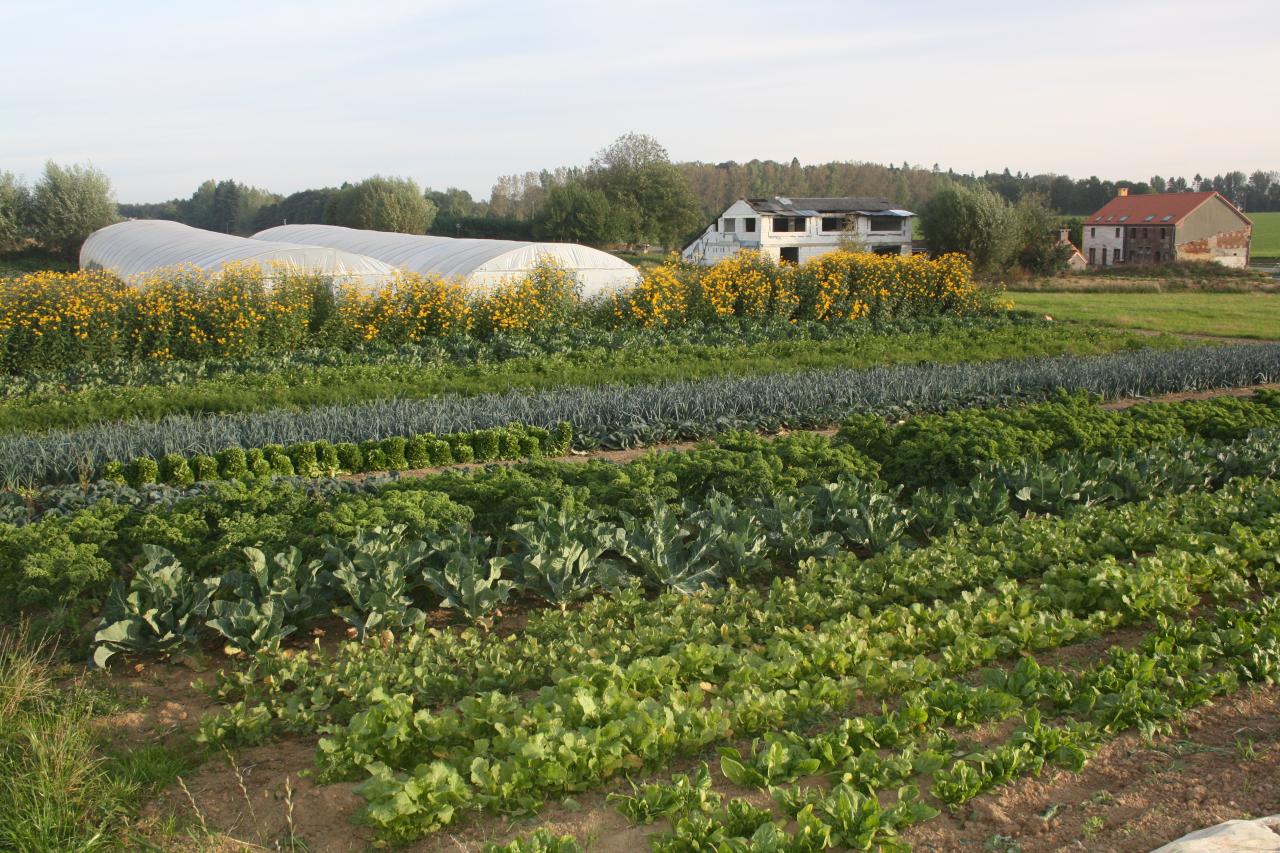 Les topinambours sont en fleurs ! :)