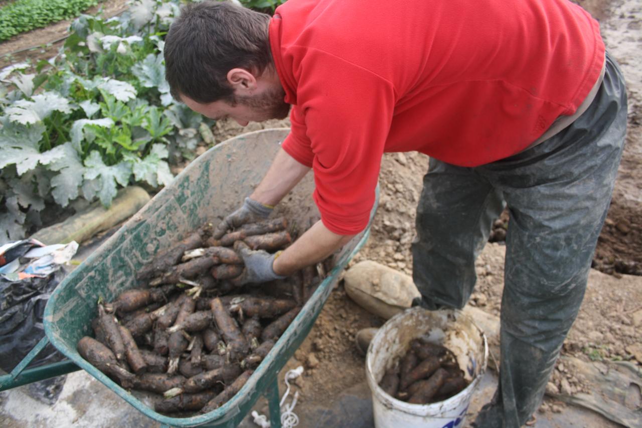 Les racines de chicon