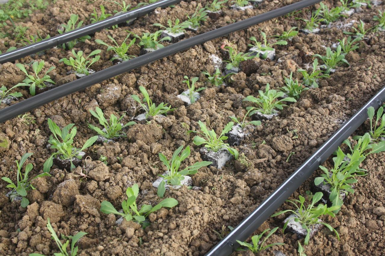 La roquette est en place .. ! 