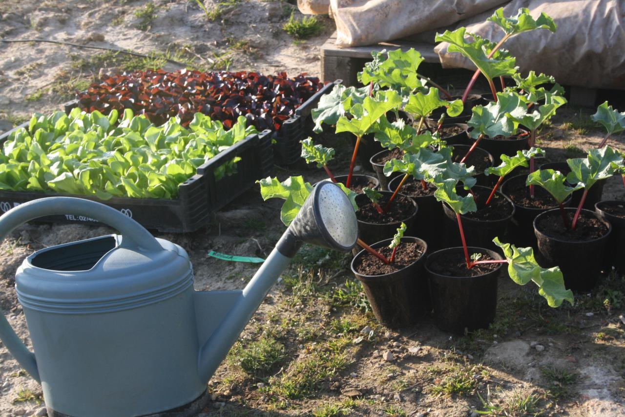 Il y a comme un air de printemps au Jardin des Saules !