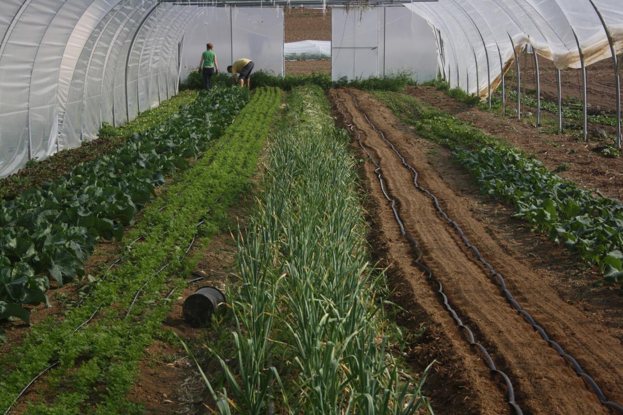 Les verdures poussent...mais les mauvaises herbes aussi!