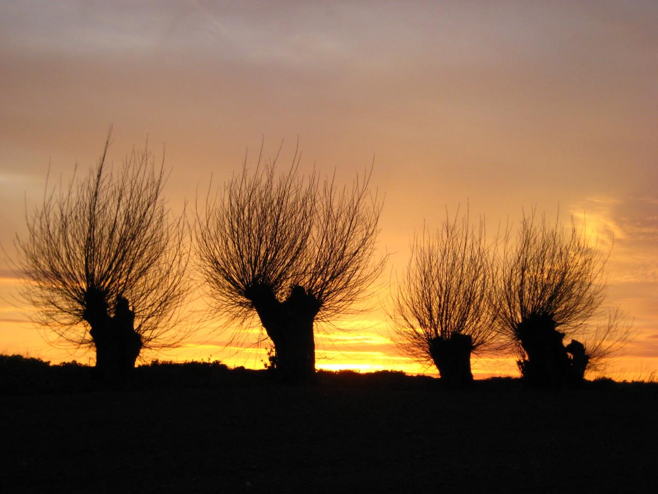 Les saules du jardin