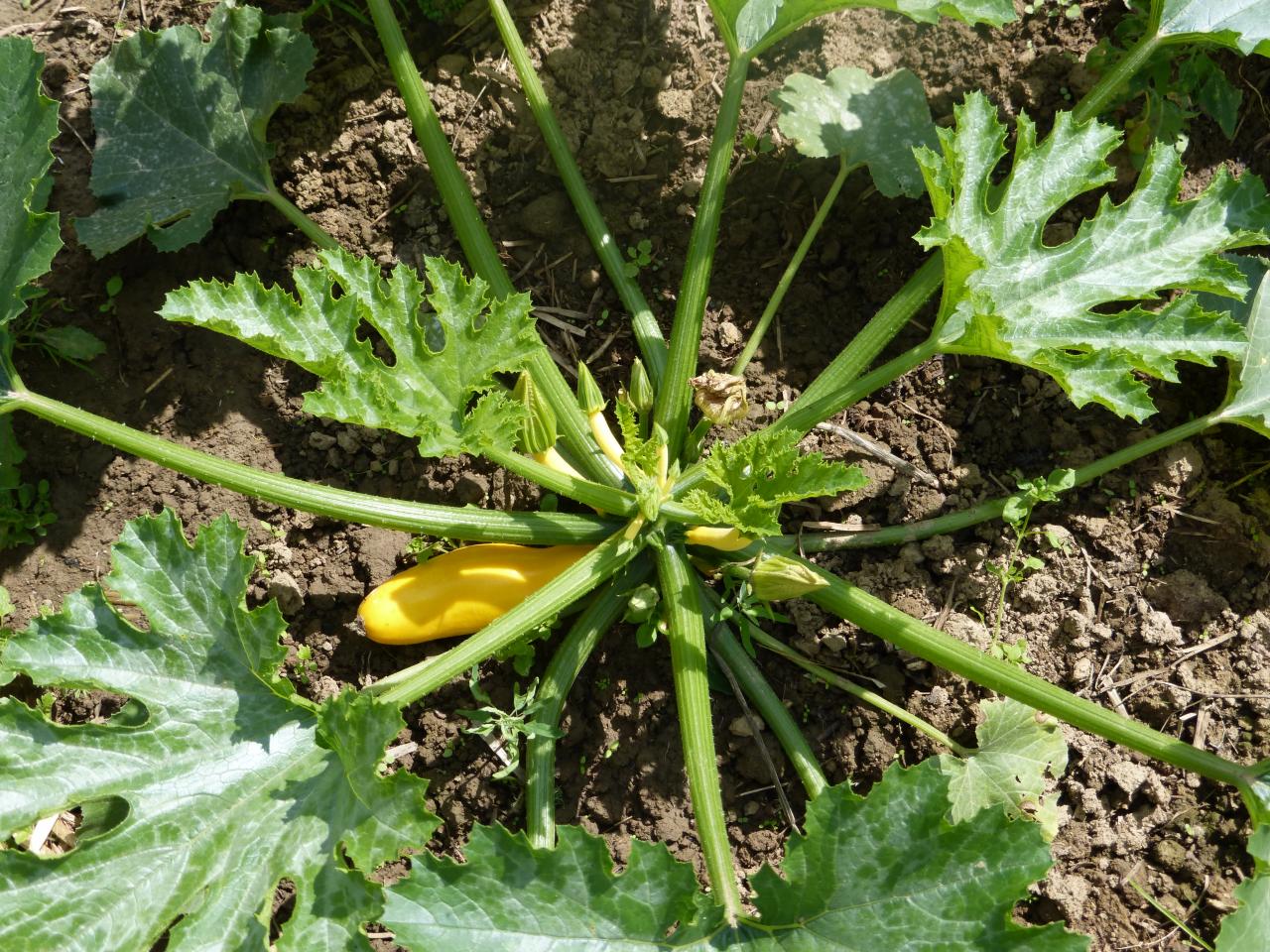 Courgettes jaunes