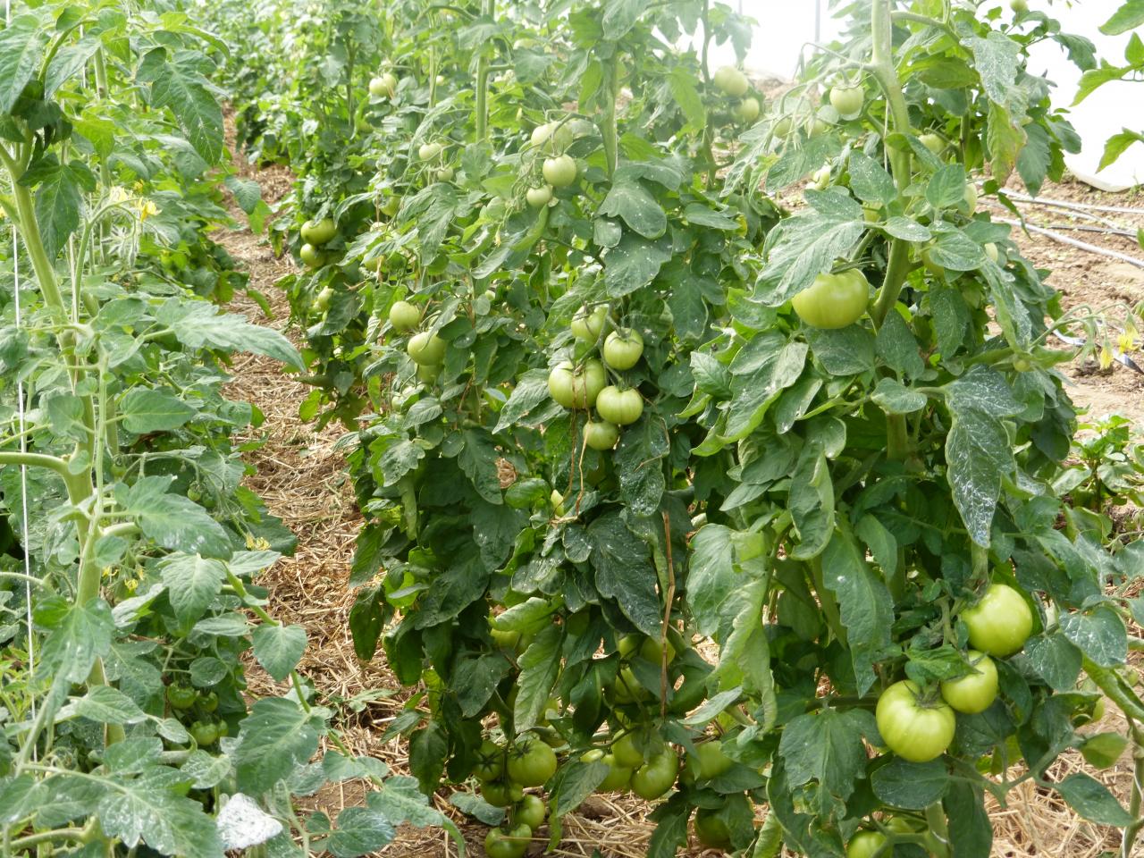 Les tomates tant attendues