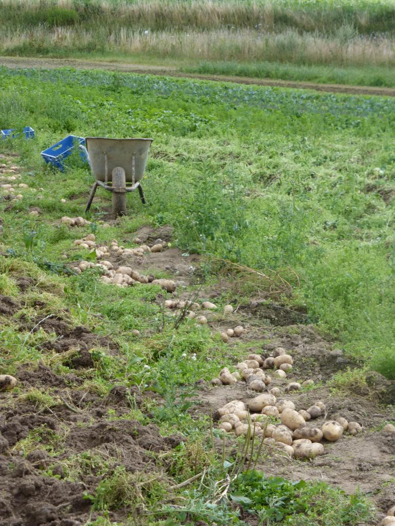 Nos pommes de terre primeur, les sirtemas.