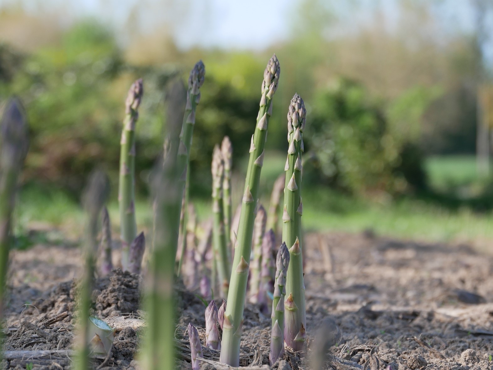 asperge