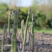 asperge