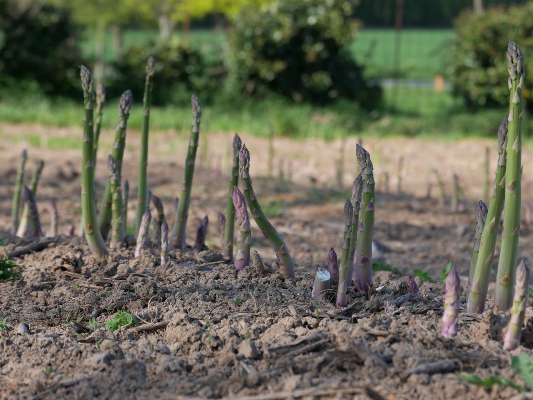 asperge