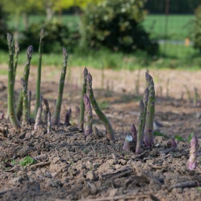 asperge